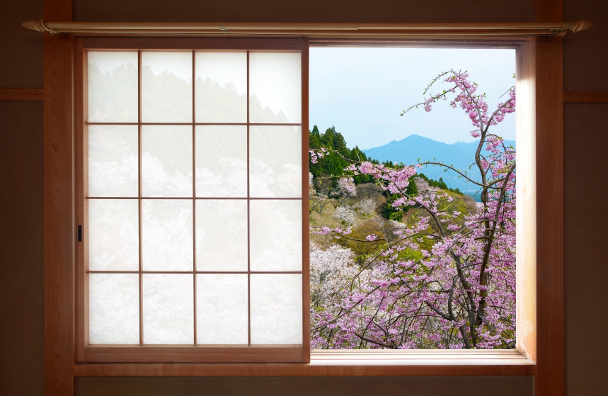 Wooden Japanese sliding window and beautiful weeping cherry