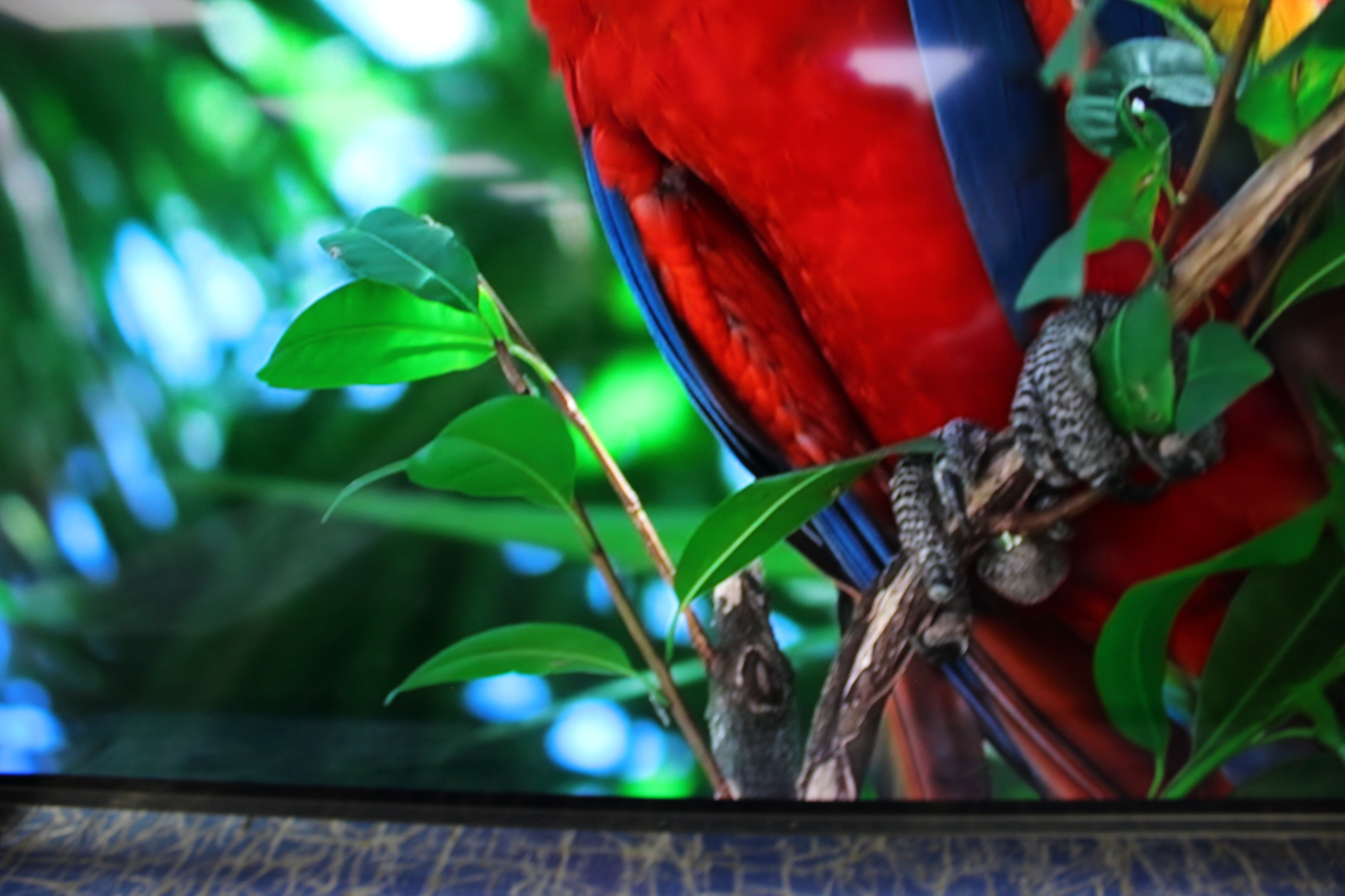 65" Sony Bravia XR65A84KU 4K HDR Google Smart OLED TV