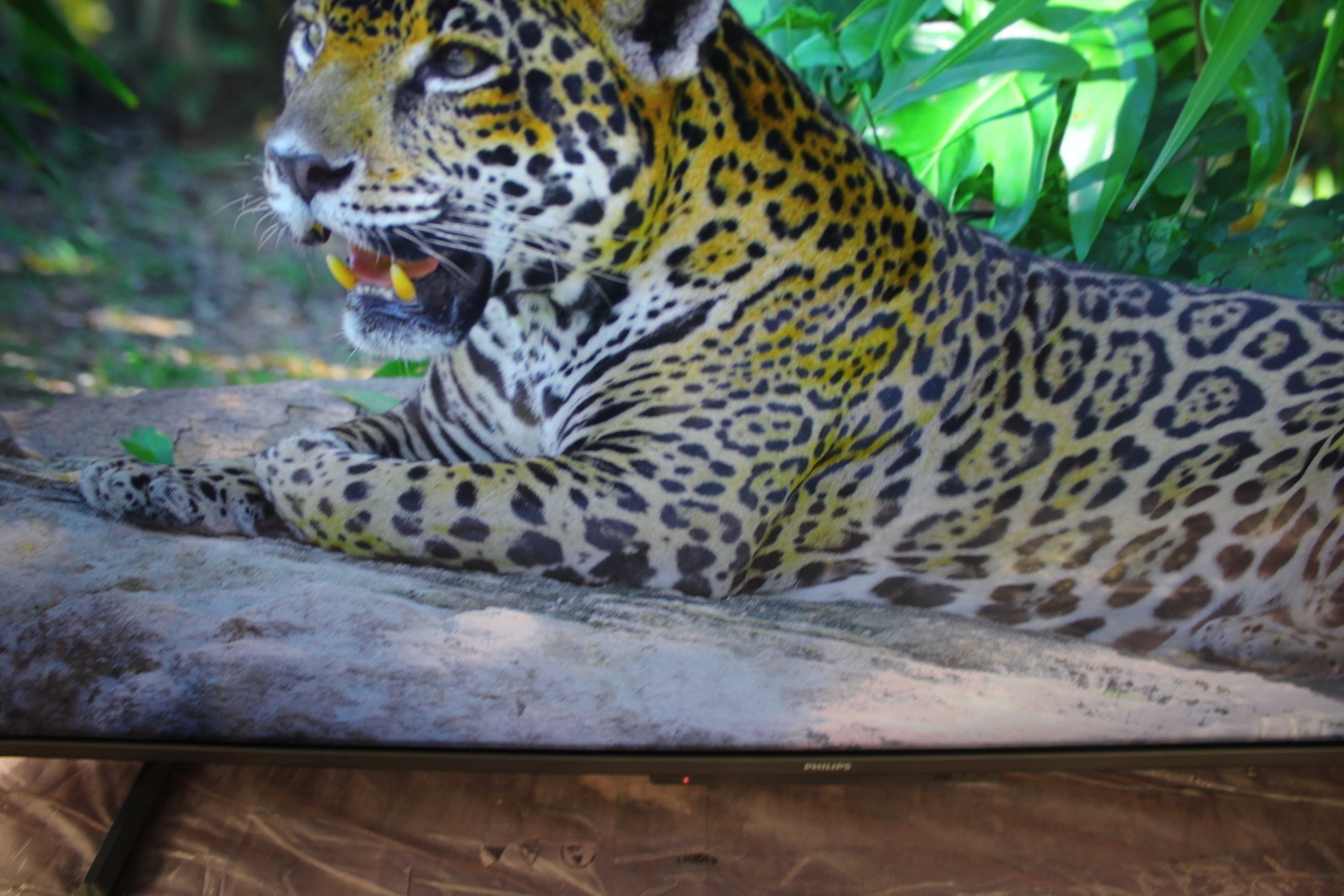 43" Philips 43PUS8109 Ambilight 4K HDR Android Smart LED TV - Electronic World TV