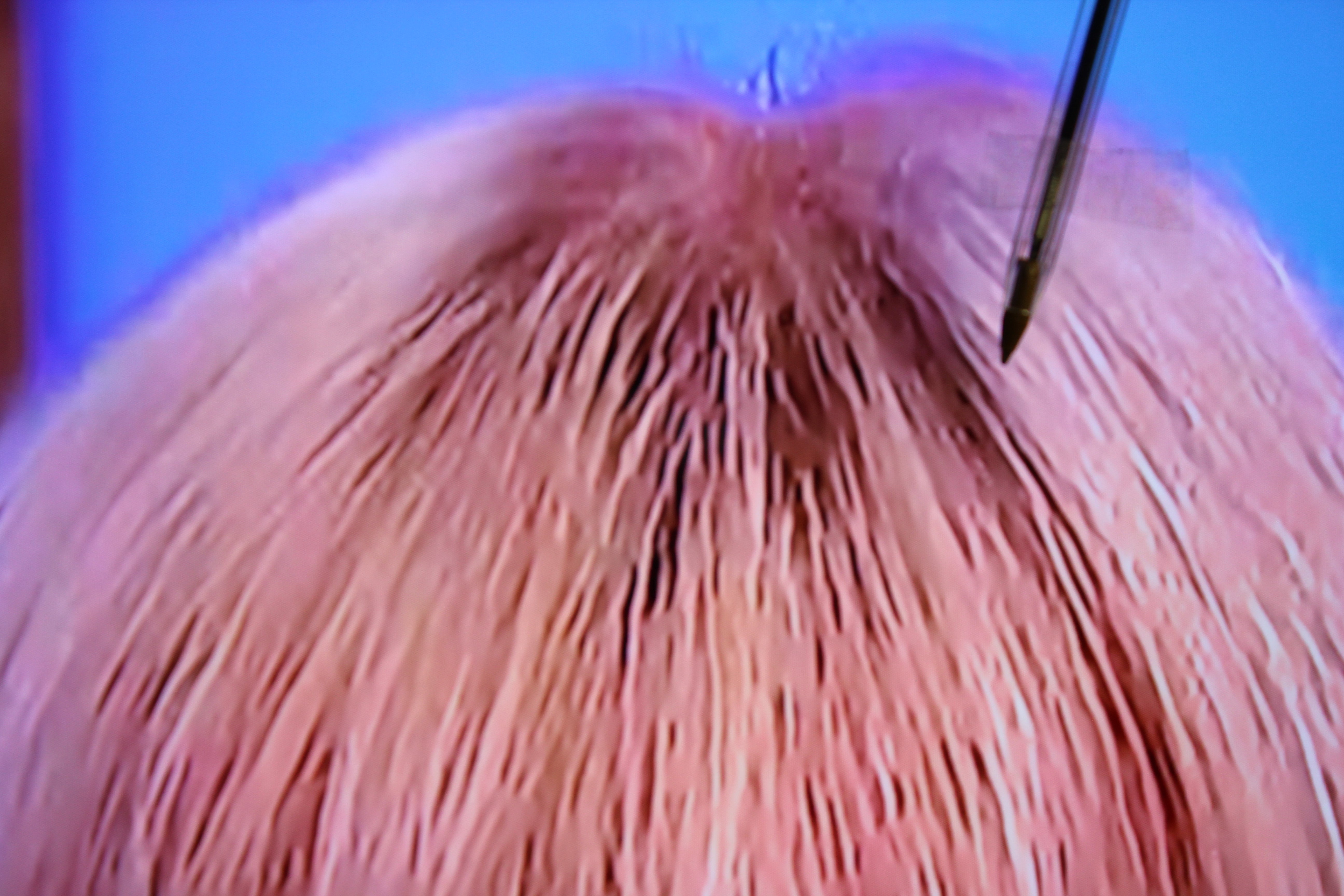 65" Samsung QE65QN800D Flagship 8K HDR Neo QLED TV