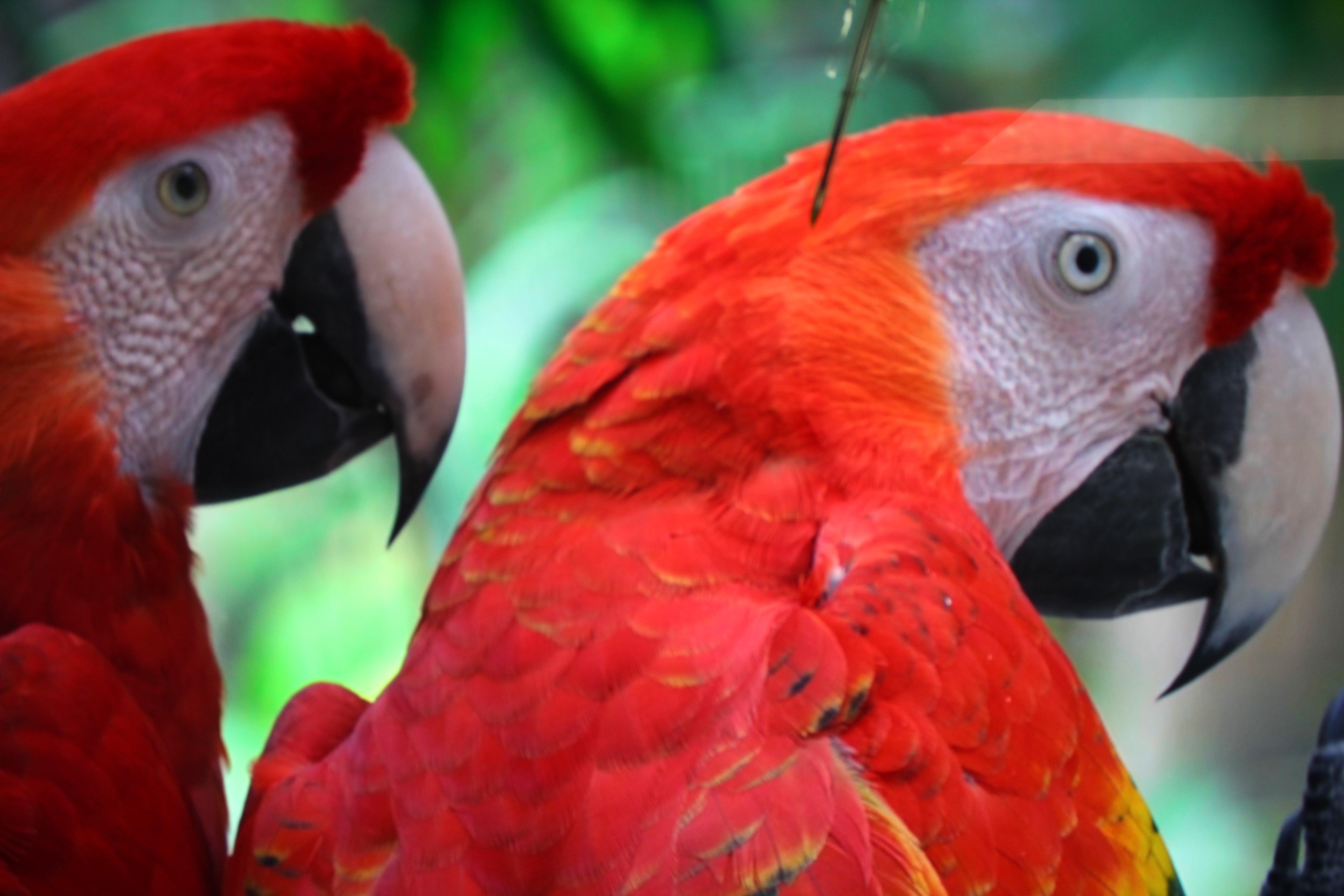 85" Sony Bravia XR85X95J 4K HDR Google Smart Mini LED TV