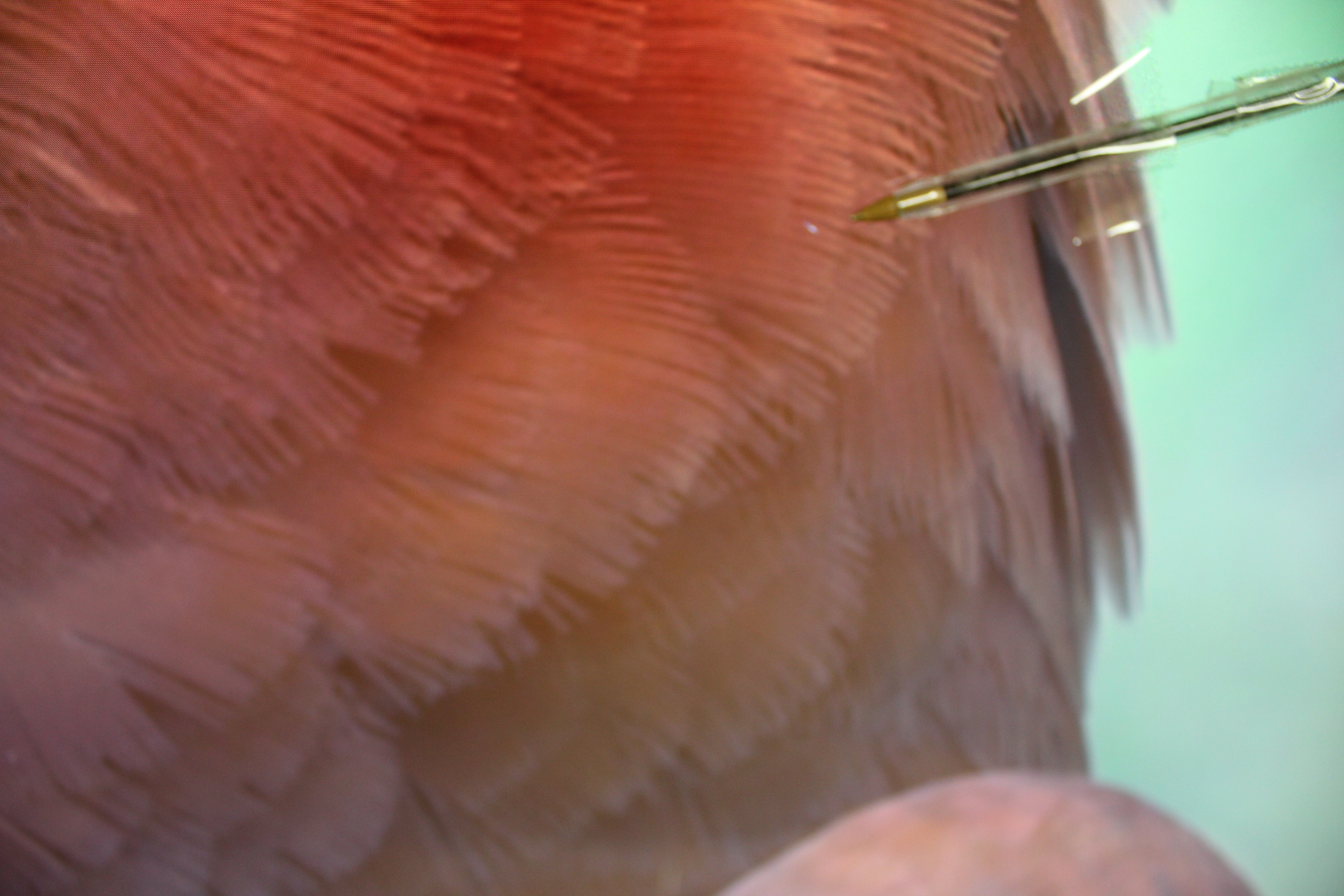 58" Panasonic TX58GX820B 4K HDR Smart LED TV